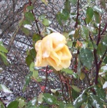 Roses in winter